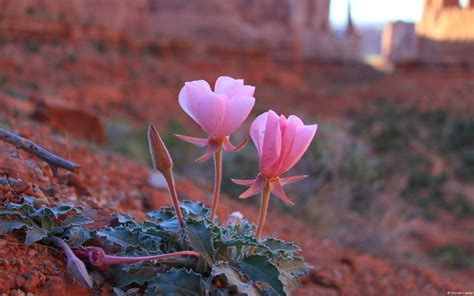 Desert Flower wallpapers, Movie, HQ Desert Flower pictures | 4K ...