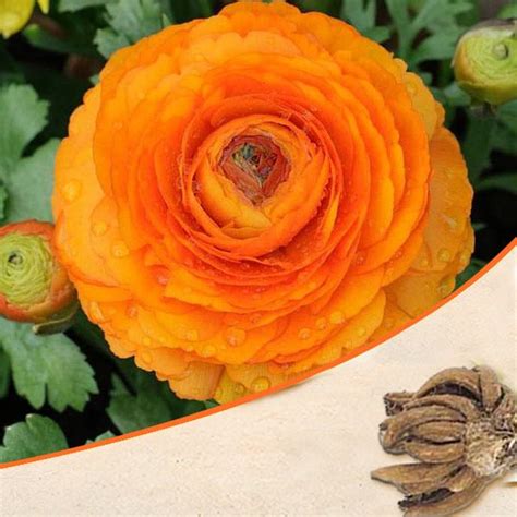 Buy Ranunculus Flower Bulbs online from Nurserylive at lowest price.