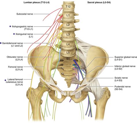 Ilioinguinal, Iliohypogastric, and Genitofemoral Nerves and Lateral ...