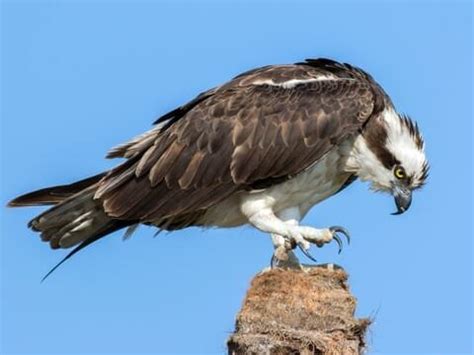 Picture Of An Osprey Bird - PictureMeta