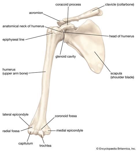 Human Shoulder Bone Structure