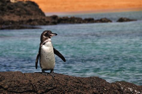 11 Unique Animals You Have To See In The Galapagos Islands, Ecuador ...