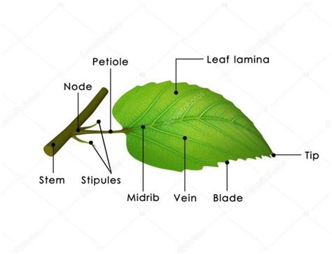 Structure Of Leaf Diagram