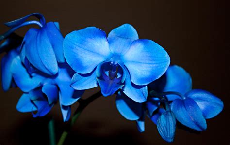 A Stem of Beautiful Blue Orchids Photograph by Sherry Hallemeier - Fine ...