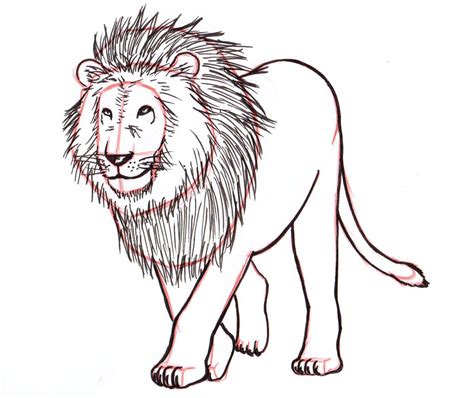 Lion Sketch