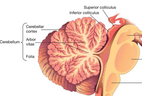 Final Exam: Neuroanatomy 13 Dorval Cerebellum Flashcards | Quizlet