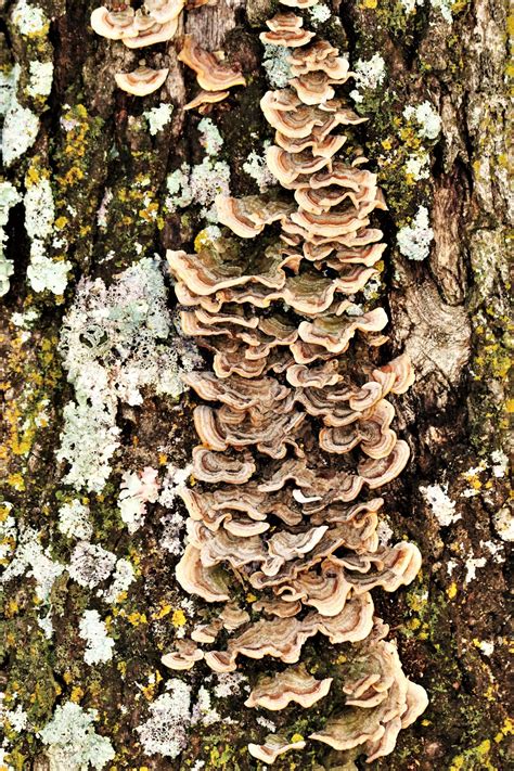 Brown Bracket Fungus On Tree Free Stock Photo - Public Domain Pictures