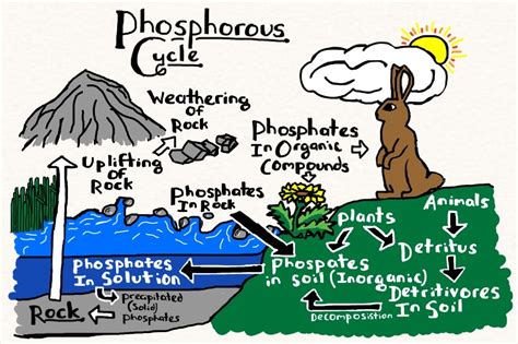 Phosphorus Cycle Diagram Simple