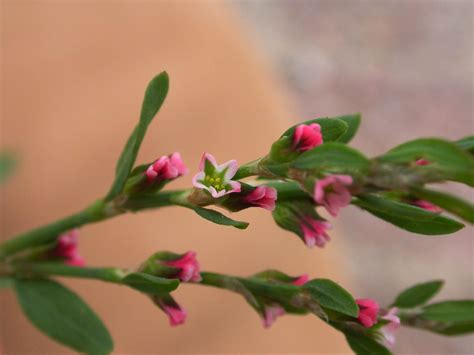 Polygonum aviculare (Polygonaceae) image 13246 at PhytoImages.siu.edu