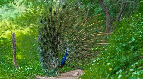 A Peacock Flying in Ranthambore, Video Goes Viral on Social Media