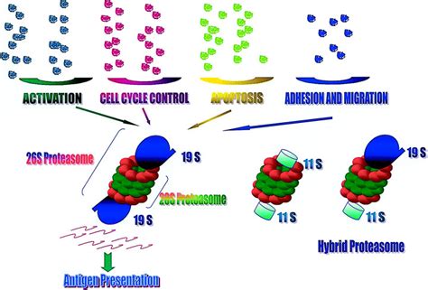 The structure of the proteasome and its function. | Download Scientific ...