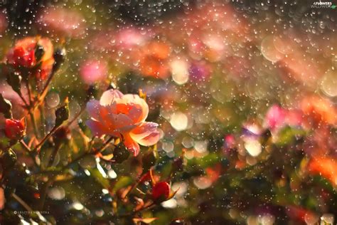 roses, Rain, drops, Flowers - Flowers wallpapers: 2048x1365