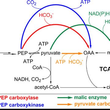 Anaplerotic CO2 assimilation reactions. The CO2-anaplerotic reactions ...