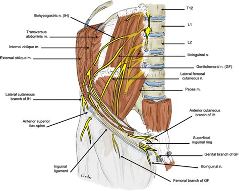 Genitofemoral Nerve Psoas