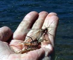 Stoneflies - Fly Fishing Yellowstone National Park