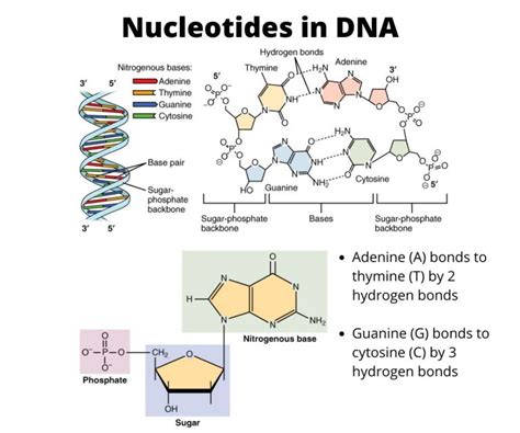 Rna Nucleotide Structure Diagram