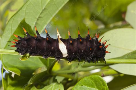 Queen Alexandra's birdwing caterpillar - Stock Image - C047/1567 ...