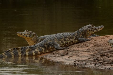 Amazon Caiman Facts - Rainforest Cruises