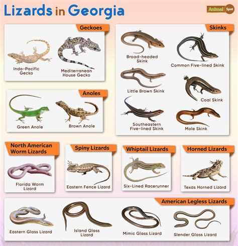 List of Lizards Found in Georgia – Facts with Pictures