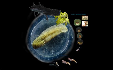 Axolotl Development and Regeneration by Michelle Kelley