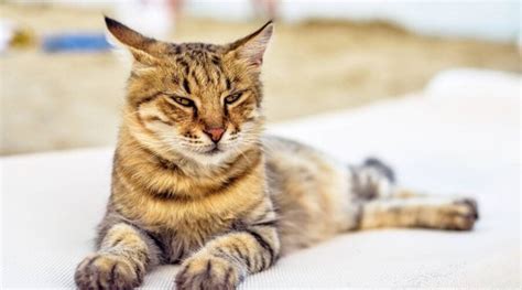 Dragon Li Cat Breed Profile: Care, Traits, Facts & More - Love Your Cat