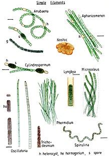 Spirulina Bacteria