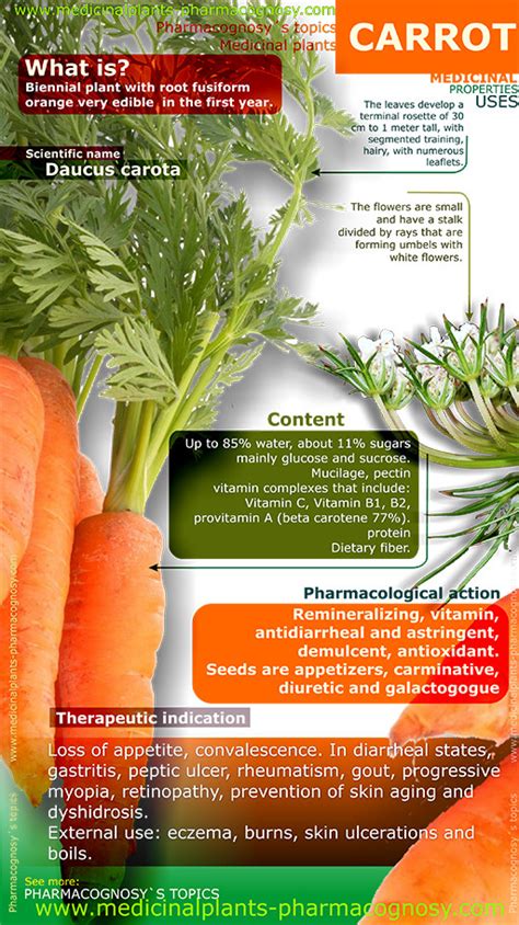 Carrot benefits. Infographic - Pharmacognosy - Medicinal Plants