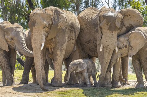 San Diego Zoo Celebrates Baby Elephant's Birth On World Elephant Day ...