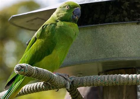 10 of the World’s Rarest Birds - What on Earth?