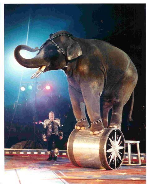 The Elephant Show: Elephants in circuses, and sanctuary, & The ...