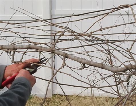 Pruning Muscadine Grapes | Home & Garden Information Center