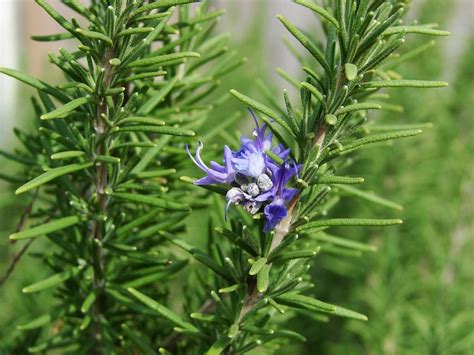 Arp Rosemary Live Medicinal Herb Flower Plant | Etsy