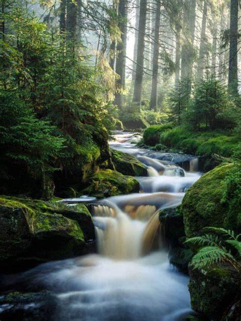 Forest Waterfall Scenery