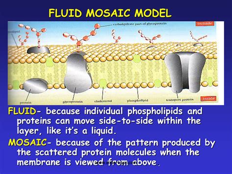 Fluid Mosaic Model Of Membrane Structure Diagram Mosaic Flui