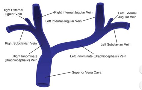 jugular vein Diagram | Quizlet