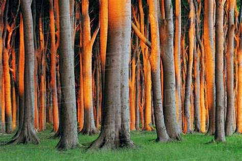 Beech Trees, West Pomerania, Mecklenburg-Vorpommern, Germany - Stock ...