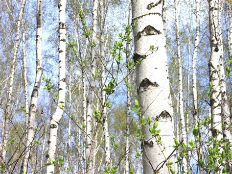 Paper Birch Tree Facts - How To Care For A Paper Birch Tree