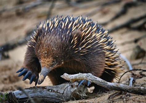 The Egg-Laying, Spike-Wearing Echidna, One of the Strangest Mammals on ...