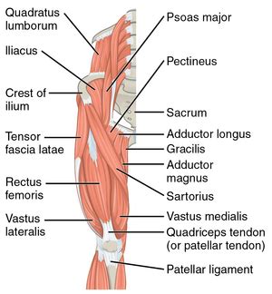 Diagram Of The Hip Muscle