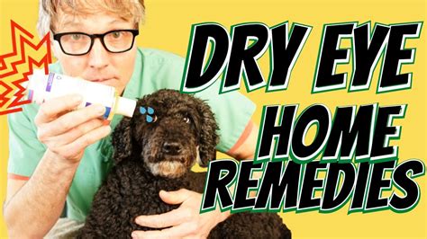 Dry Eye in Dogs: 3 Natural Remedies - Veterinary Secrets with Dr ...