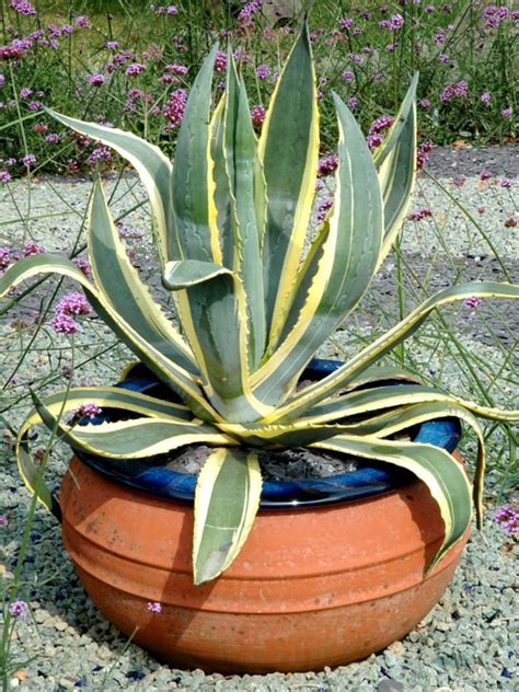 Agave americana 'Marginata' (Variegated Century Plant) | World of ...