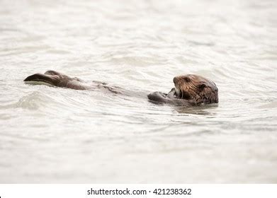 224 Sea Otter Eating A Clam Images, Stock Photos & Vectors | Shutterstock