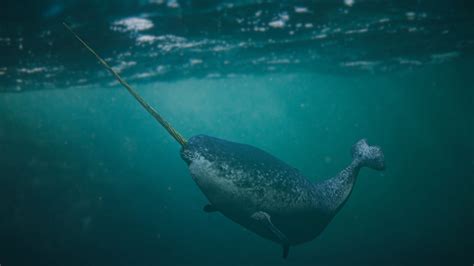 Are Narwhals Endangered? - American Oceans