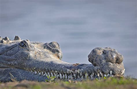 The Gharials Of River Chambal | Nature inFocus