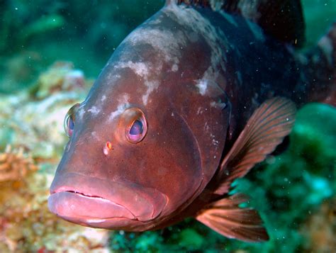 Red Grouper | The industrious Red Grouper establishes comple… | Flickr