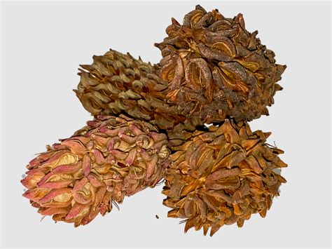 Magnolia Seed Pods / Bio-Active Supplies for Reptile and Invertebrate ...