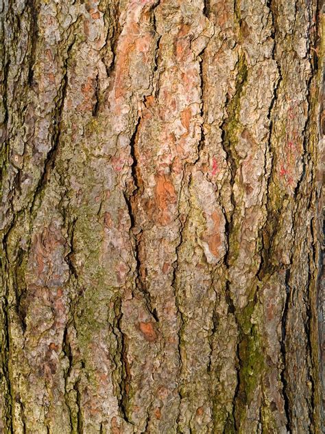 Evergreen Tree Bark Background — Stock Photo © Frankljunior #2763843