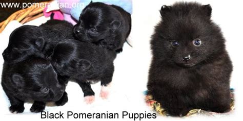 Pomeranian Colors