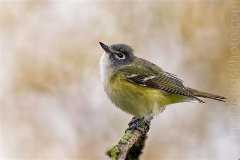 Blue-headed Vireo — Nature Photography Blog