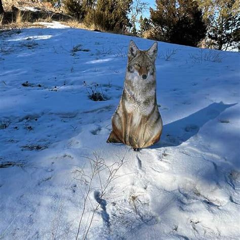 MONTANA DECOY SITTING COYOTE DECOY - Camofire Discount Hunting Gear ...